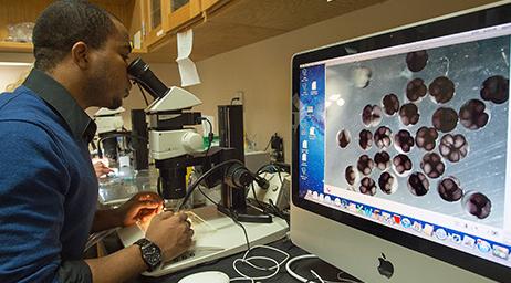 在实验室里，一个学生正在显微镜下检查细胞，显微镜连在电脑显示器上
